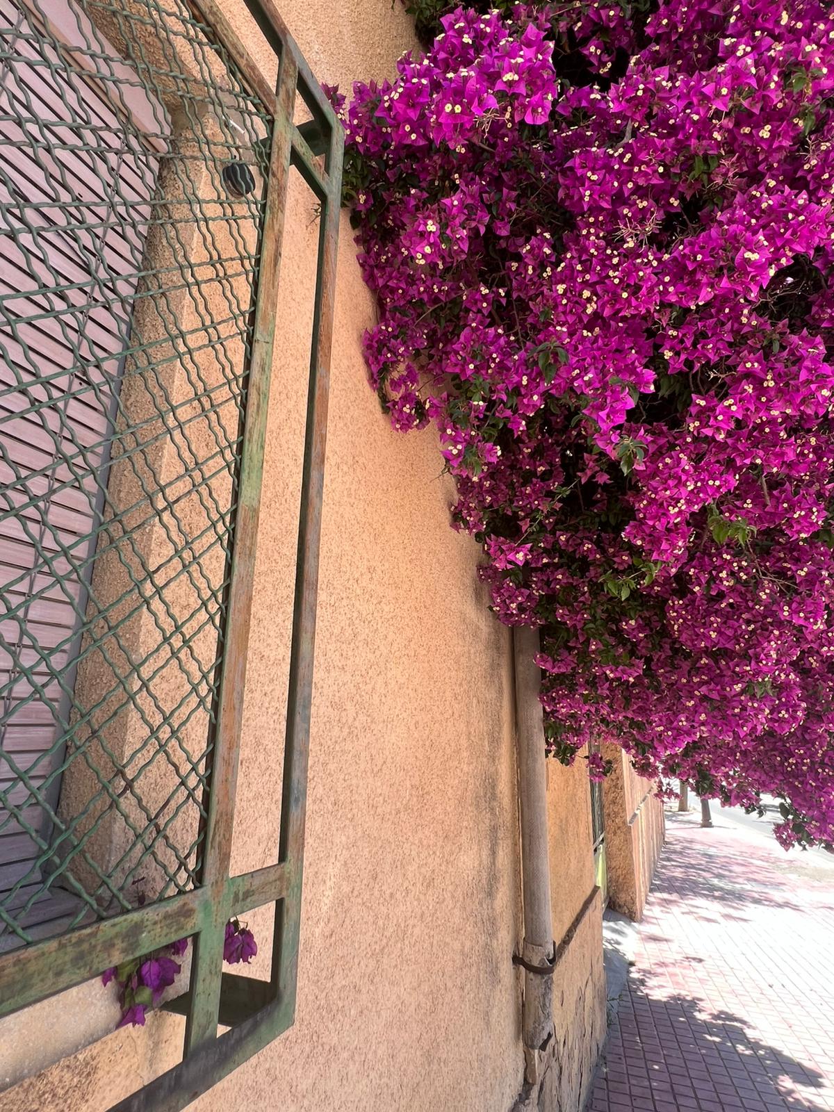 Arbustos en flor en Valencia